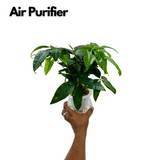 Pachira Money Plant Tree | Malabar Chestnut (Pachira aquatica)- Live Plant Selfwatering Pot (Home & Garden)