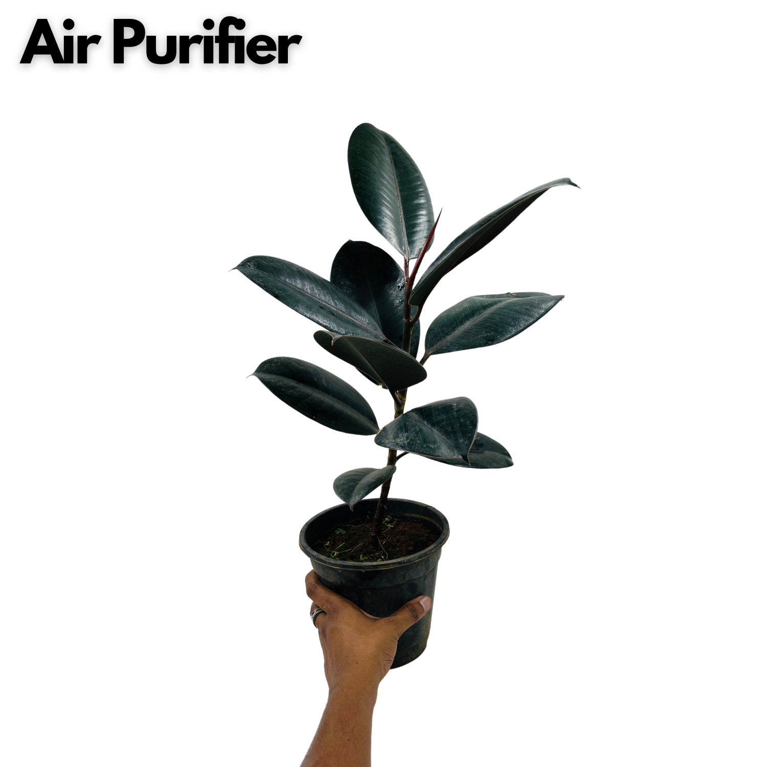 Rubber Tree, Rubber Plant, Ficus elastica (Black Prince, Burgundy)- Live Plant  (Home & Garden)