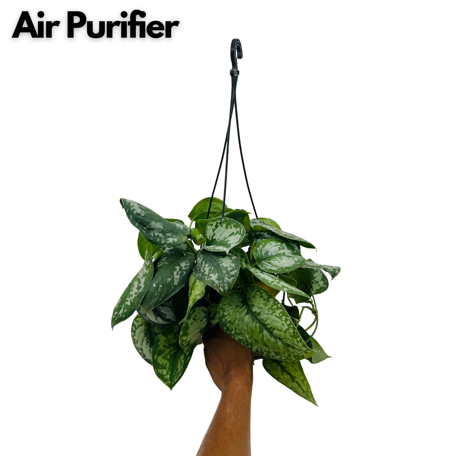 Silver Pictus / Silver Satin Pothos Hanging Plant With Pot