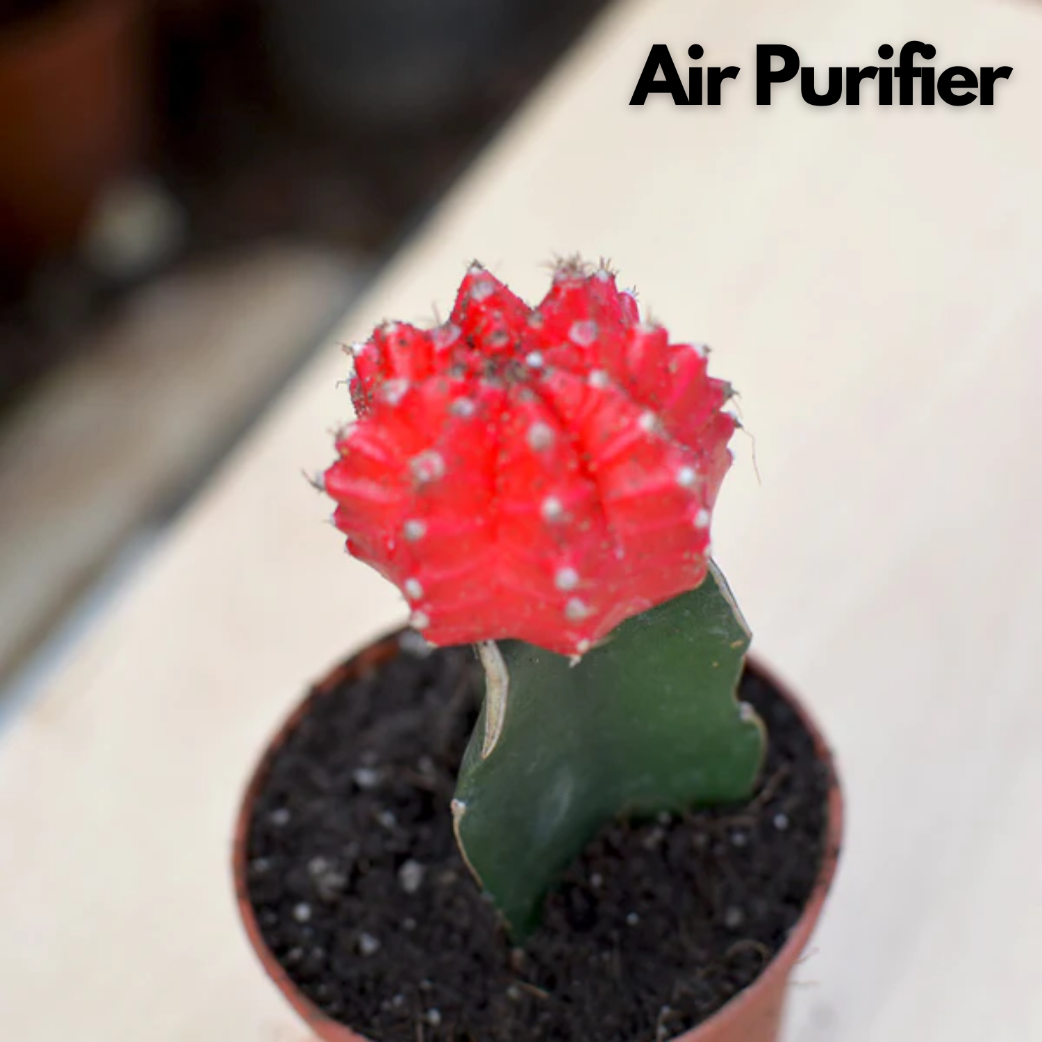 Moon Cactus Red (Gymnocalycium mihanovichii)- Live Plant (Home & Garden)