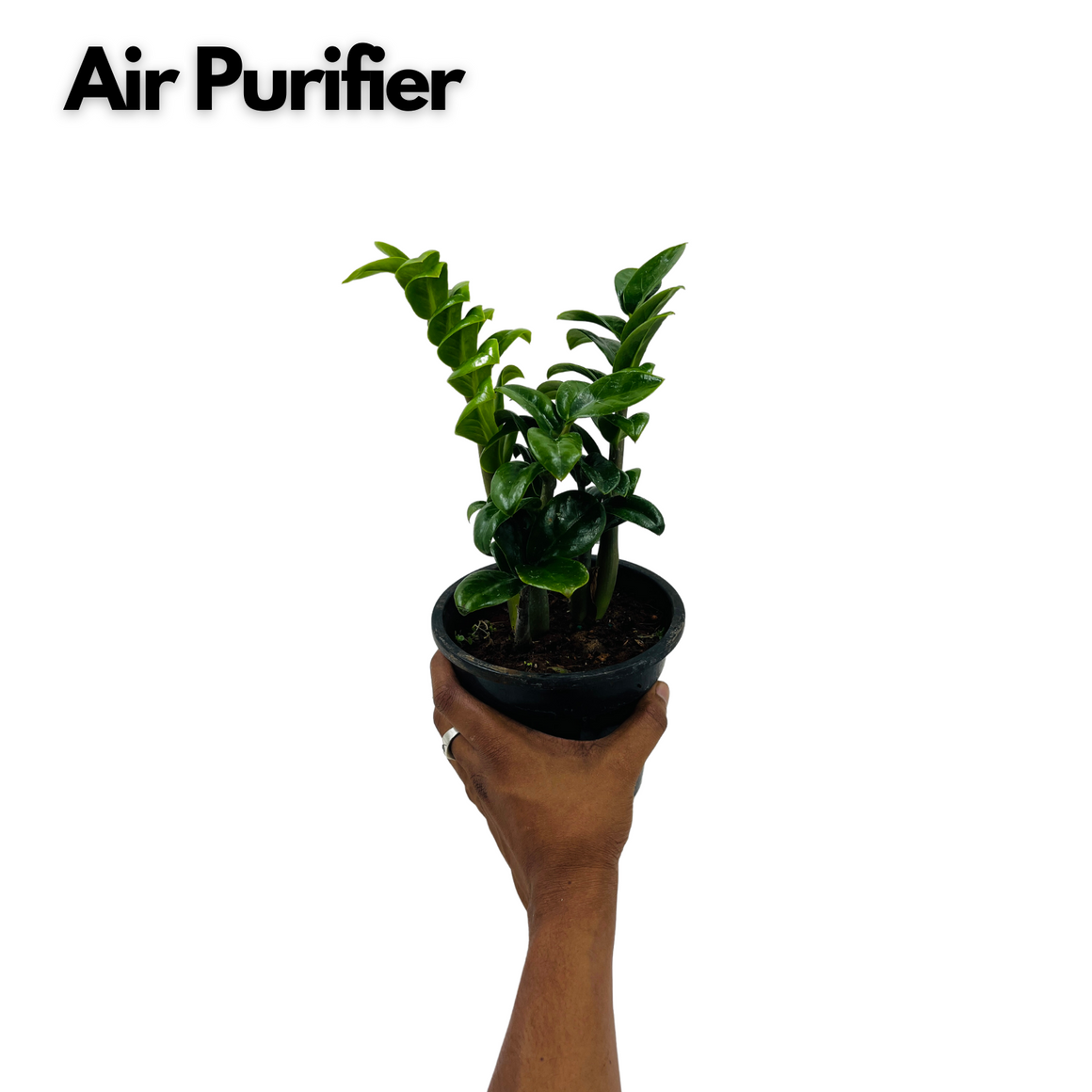 Indoor Plants – Hug A Plant