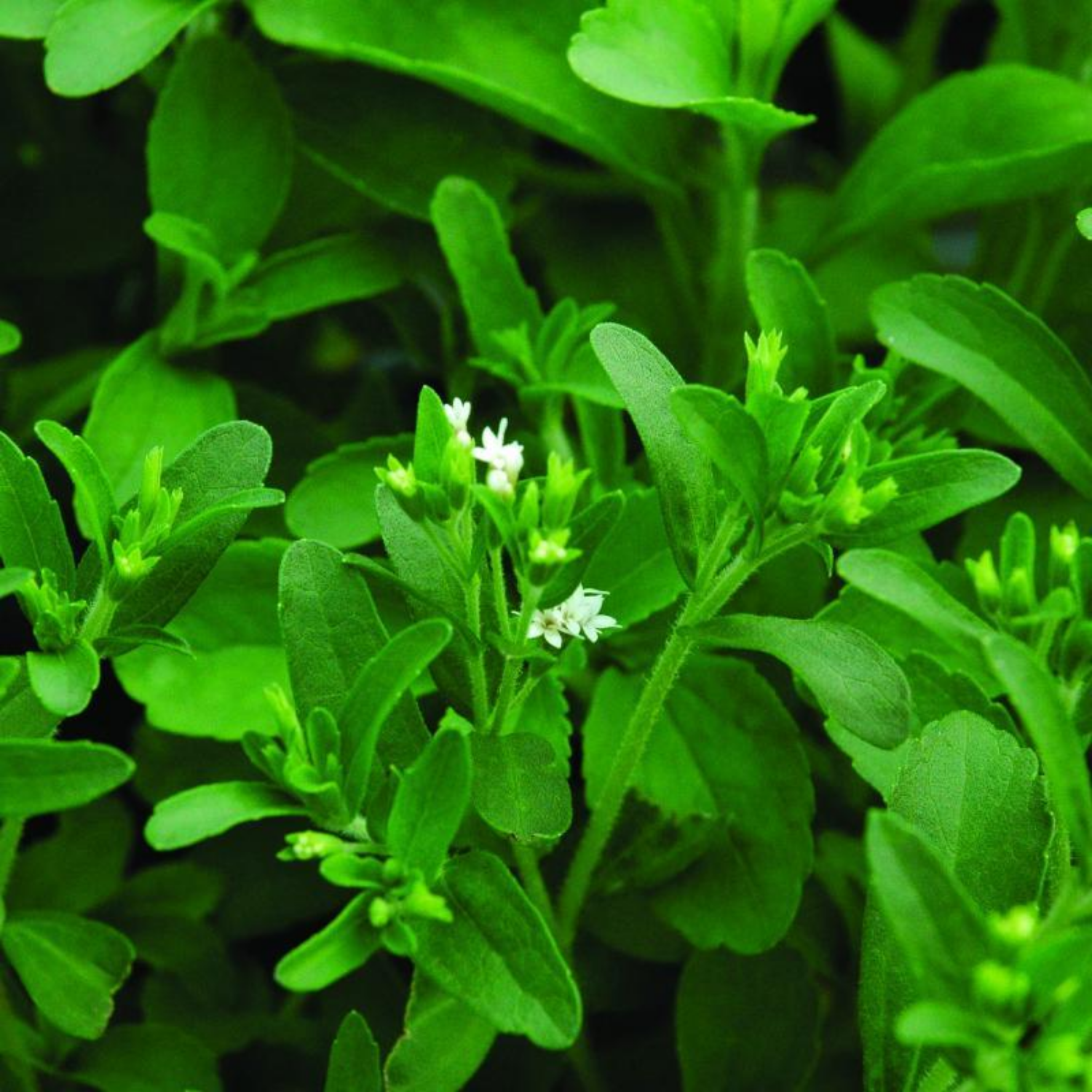 Stevia / Candy Leaf (Stevia rebaudiana) Ornamental/Medicinal Live Plant (Home & Garden)