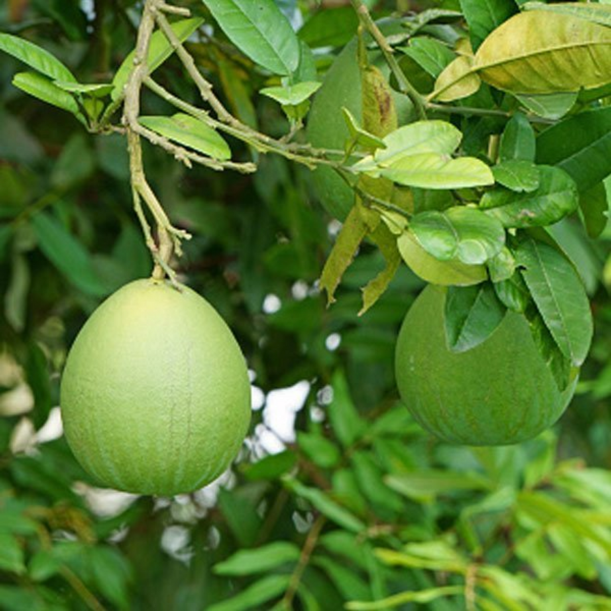 Babloos / Pomelo (Kambili narakam, Babloose) ( Citrus maxima ) Fruit Live Plant (Home & Garden)