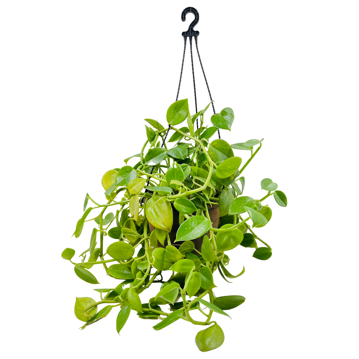 Peperomia Green Creeper Hanging Plant With Pot