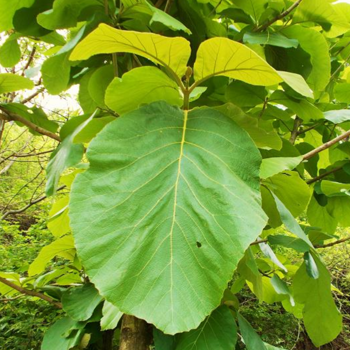 Teak Wood Plant / Sagwan (Tectona grandis) Ornamental Live Plant (Home & Garden)