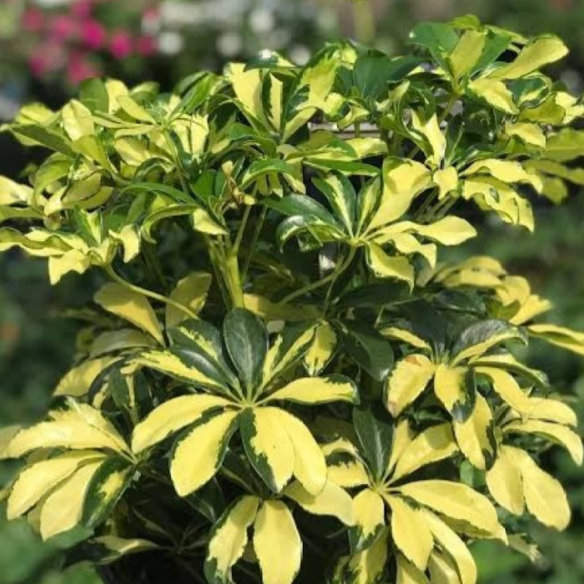 Schefflera Variegated ( Schefflera Arboricola ) Ornamental Live Plant (Home & Garden)