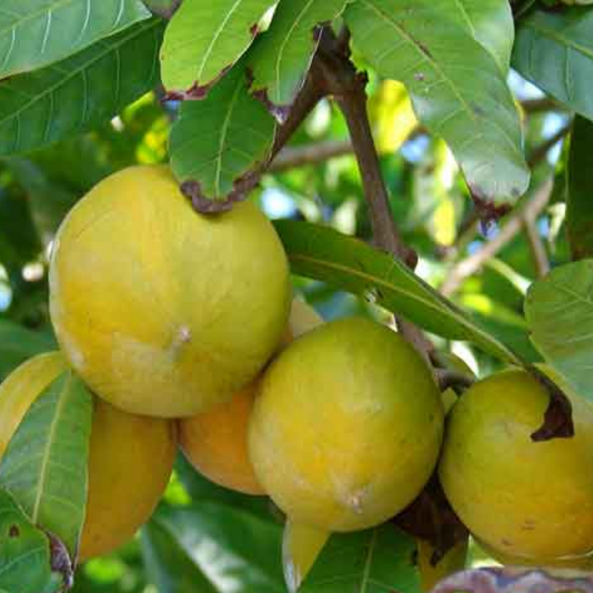 Egg Fruit / Muttapazham / Canistel (Pouteria campechiana) Fruit Live Plant (Home & Garden)
