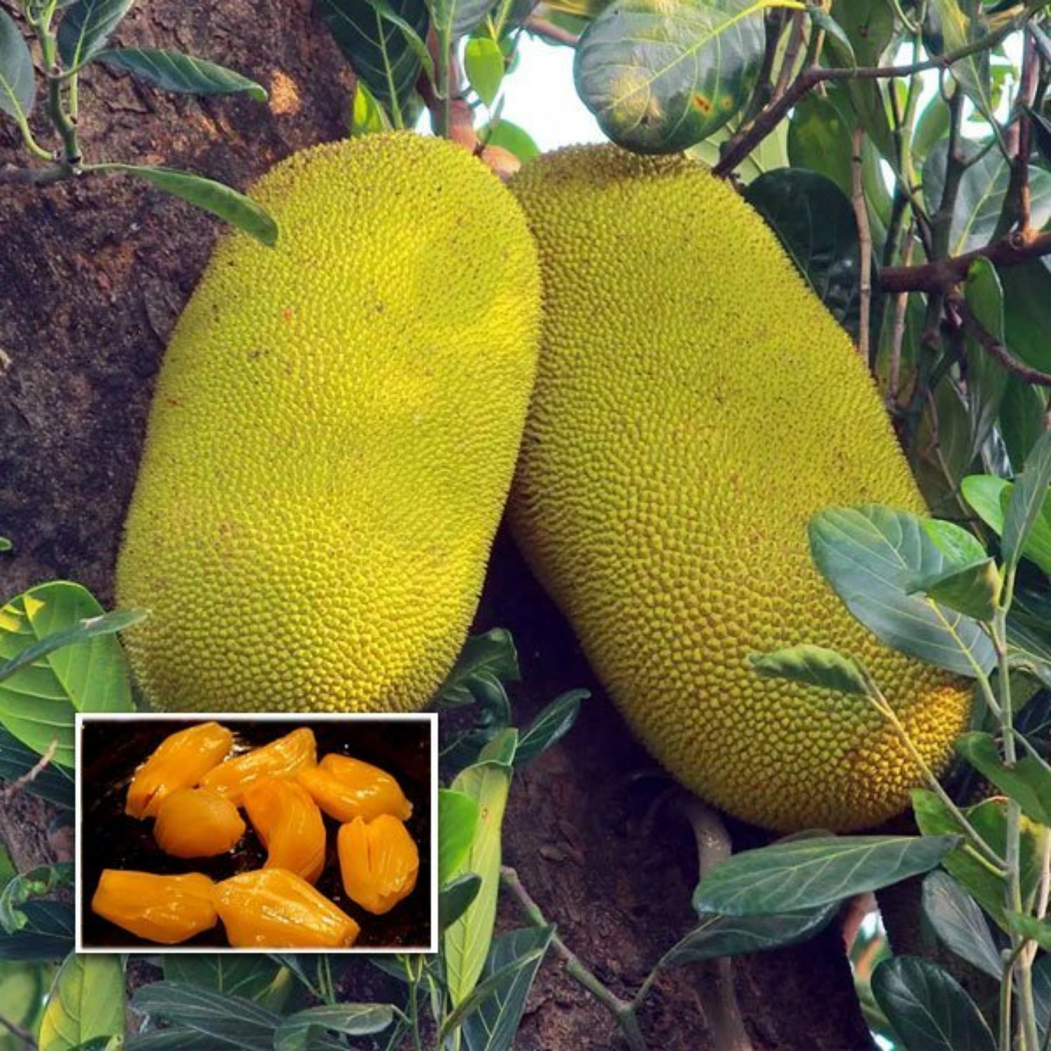 Thenvarikka Jackfruit (artocarpus heterophyllus) Fruit Live Plant (Home & Garden)