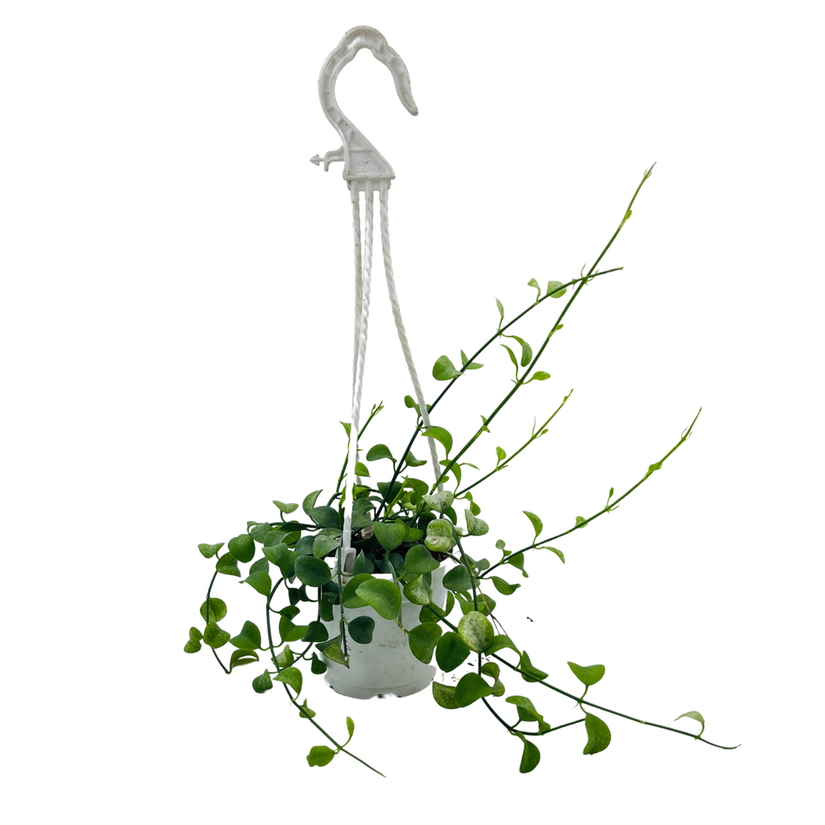 Dischidia Small Hanging Plant With 10cm Pot