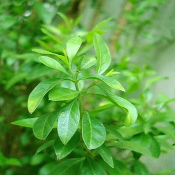 Image of Henna (Lawsonia Inermis) Plant And Green Leaves, Bunch Of Green  Blooming Greenish Buds, Seeds Flowers. Henna Plants And Mehndi Leaves -TS652352-Picxy