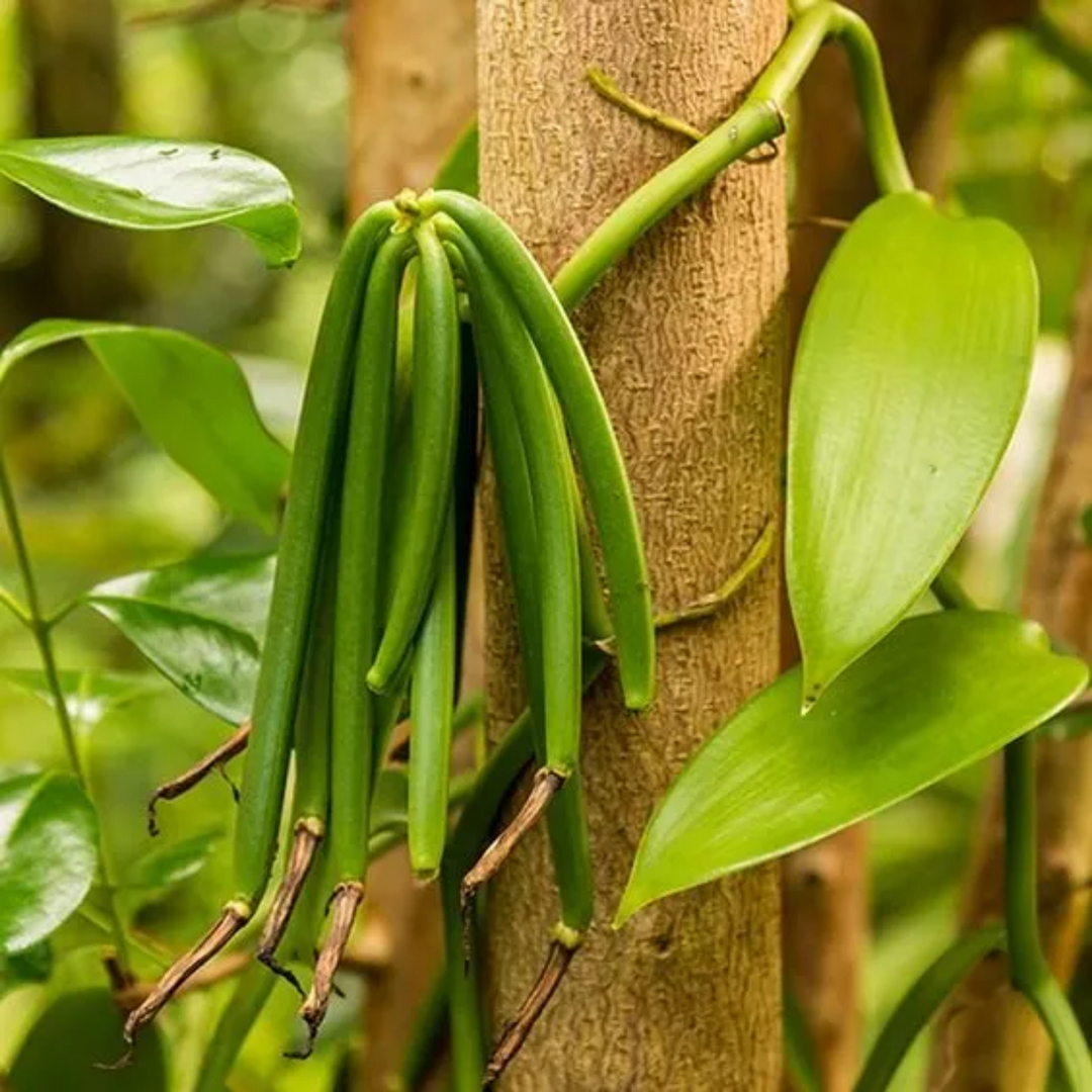 Vanilla plant for sale discount
