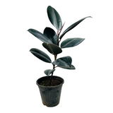 Rubber Tree, Rubber Plant, Ficus elastica (Black Prince, Burgundy)- Live Plant  (Home & Garden)