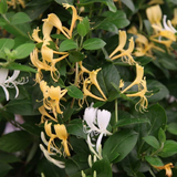 Japanese Honey Suckle  - (Lonicera albiflora -White Honeysuckle) Flowering | Ornamental| Medicinal Creeper Live Plant (Home & Garden)