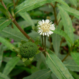 Bhringraj / False Daisy (Eclipta prostrata) Flowering/Ornamental/Medicinal/ Live Plant (Home & Garden)