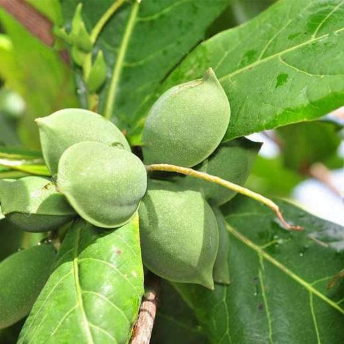 Badam Tree / Indian Almond Tree (Terminalia catappa) Fruit/Ornamental Live Plant (Home & Garden)
