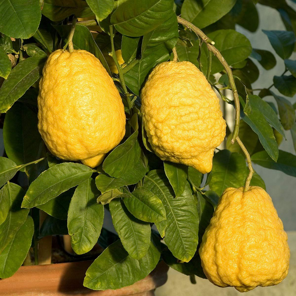 Ganapathi Lemon / Ganapathi Narakam / Kottanaranga / Wild Lemon (Citrus Medica) Fruit/Ornamental/Medicinal Live Plant (Home & Garden)