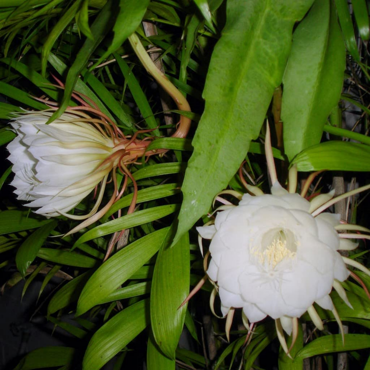 Nishagandhi / Queen of the Night (Epiphyllum oxypetalum) Flowering/Ornamental Live Plant (Home & Garden)