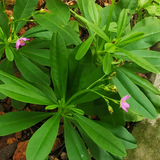 Sambar Cheera | Ceylon Spinach ( Talinum Triangulara ) Flowering/Medicinal Live Plant (Home & Garden)