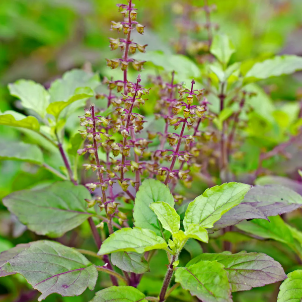 Tulsi Plant Holy Basil Ocimum tenuiflorum Ornamental Medicinal Li