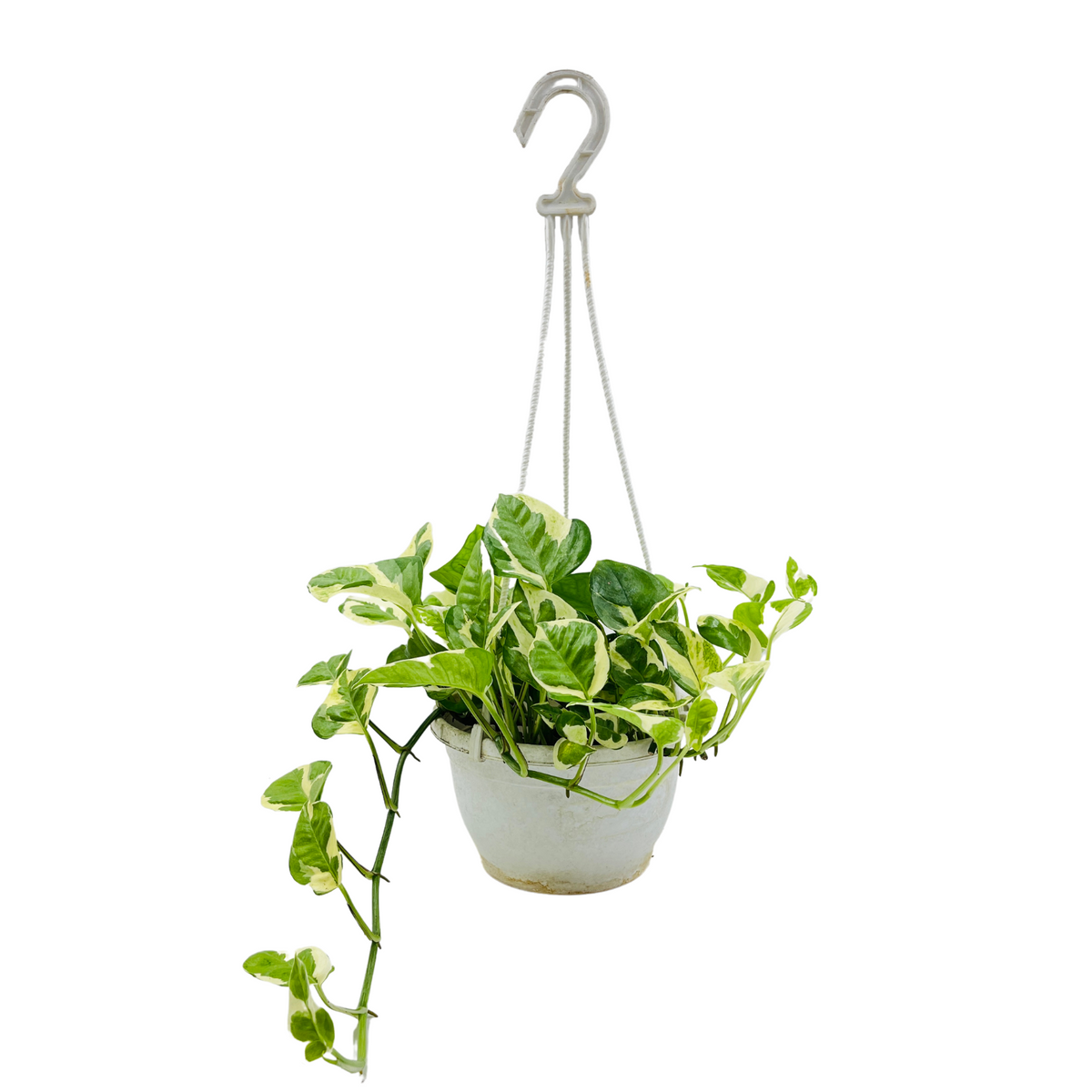 Money plant Scindapsus N' joy Pothos Hanging With Pot