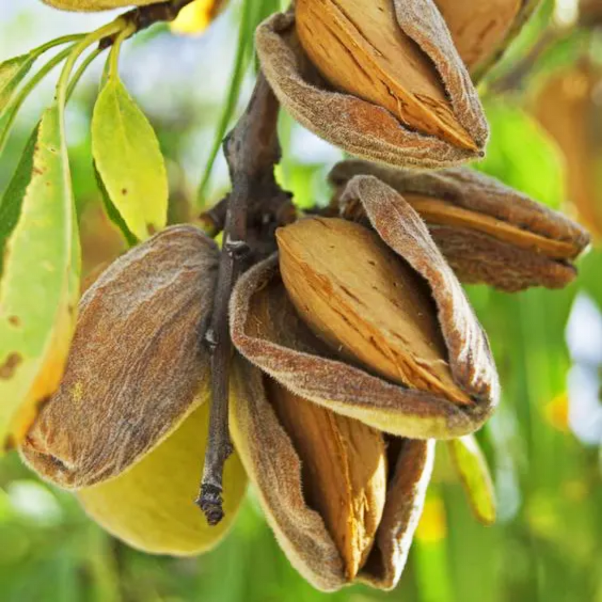Almond / Badam Fruit Plant (Prunus dulcis) Fruit Plant (Home & Garden ...