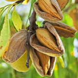 Almond / Badam Fruit Plant (Prunus dulcis) Fruit Plant (Home & Garden)