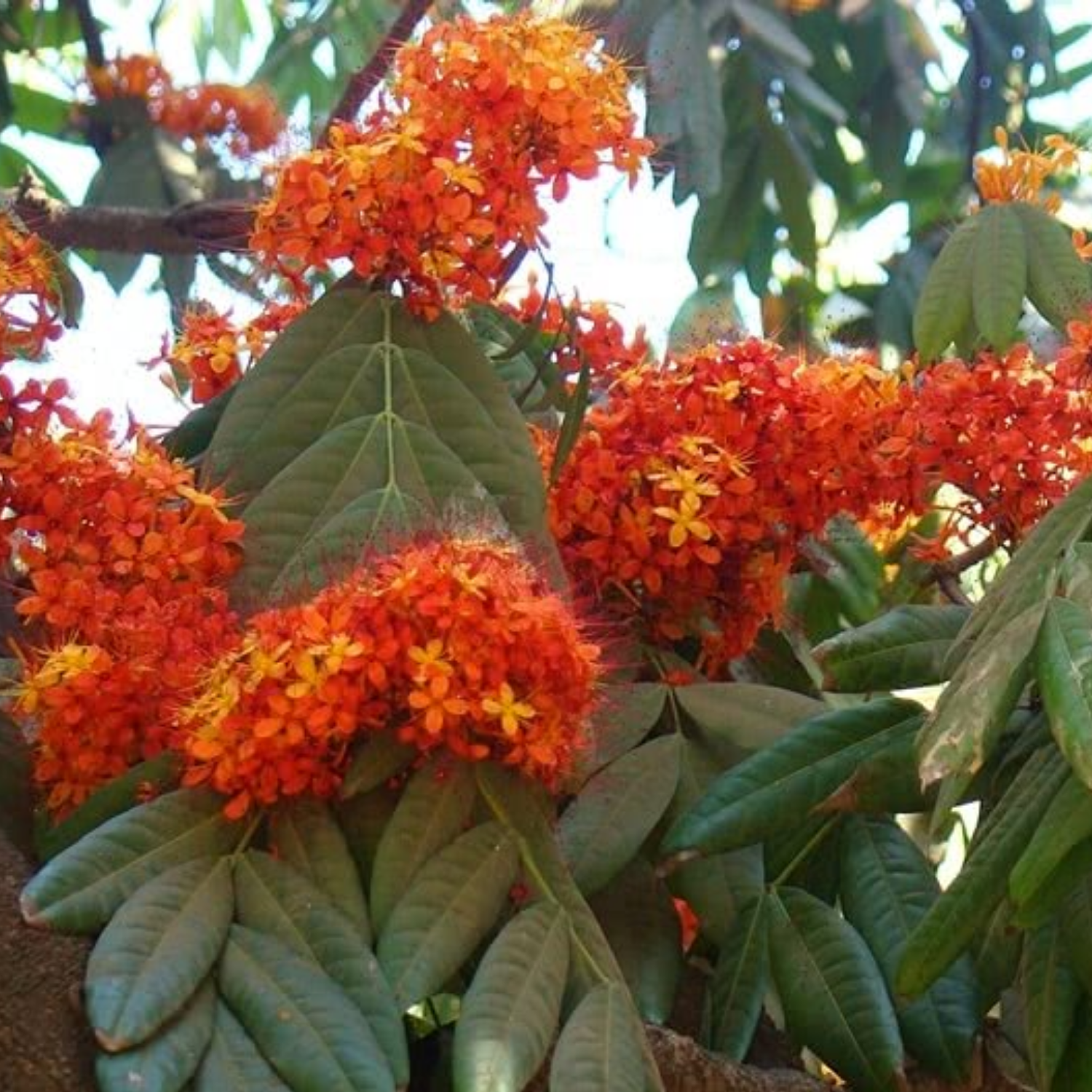 Sita Ashoka Plant / Ashoka Tree (Saraca asoca) Flowering/Ornamental Live Plant (Home & Garden)