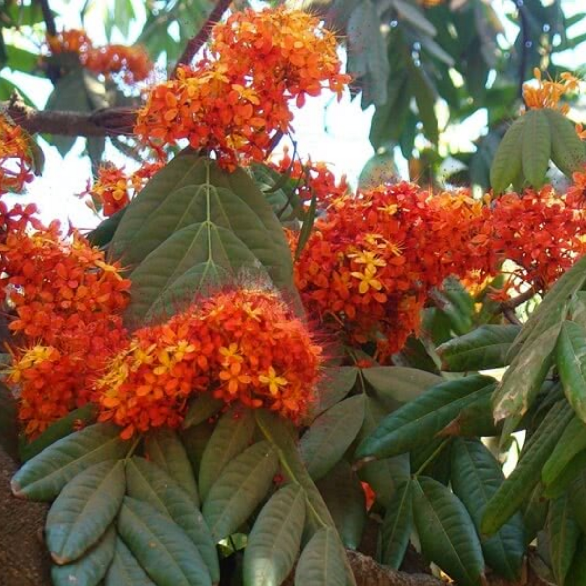 Ashako Tree Sita Ashoka Plant / Ashoka Tree (Saraca asoca) Flowering/Ornamental Li ...