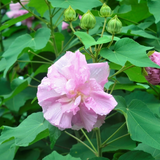 Changing Rose (Hibiscus mutabilis) Flowering/Ornamental Live Plant (Home & Garden)