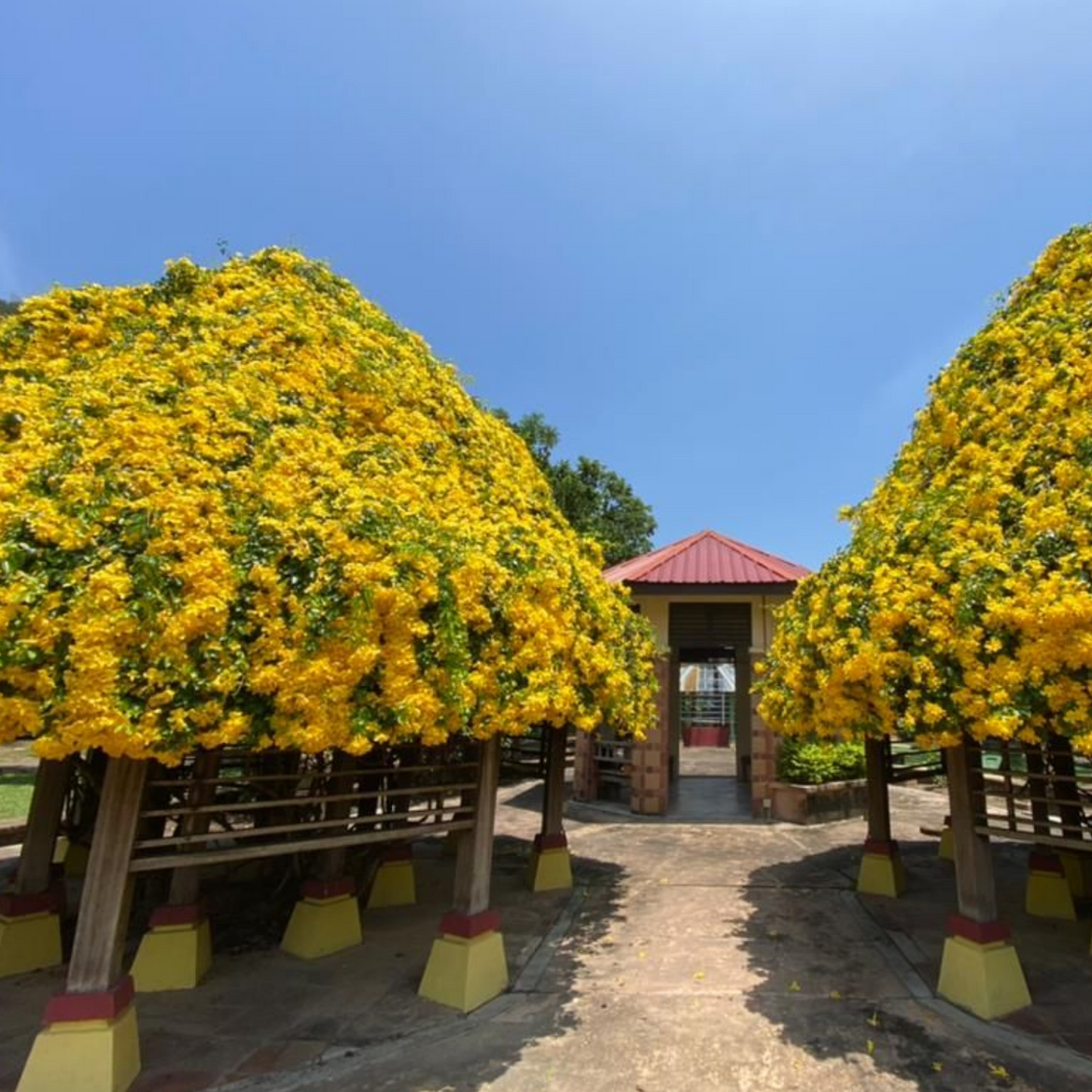 Medicinal Plants – Hug A Plant