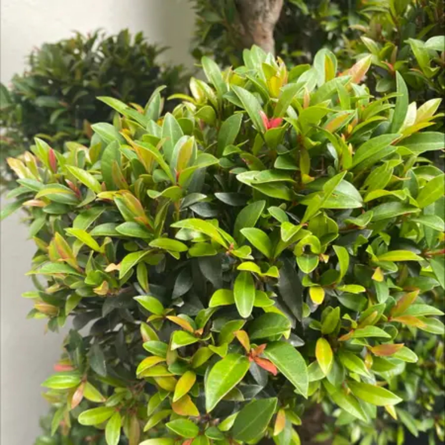 Euginea Red (Syzygium Gratum) Ornamental Live Plant (Home & Garden)