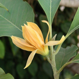 Chempakam Seedling Plant (Magnolia Champaca) Flowering/Ornamental Live Plant (Home & Garden)