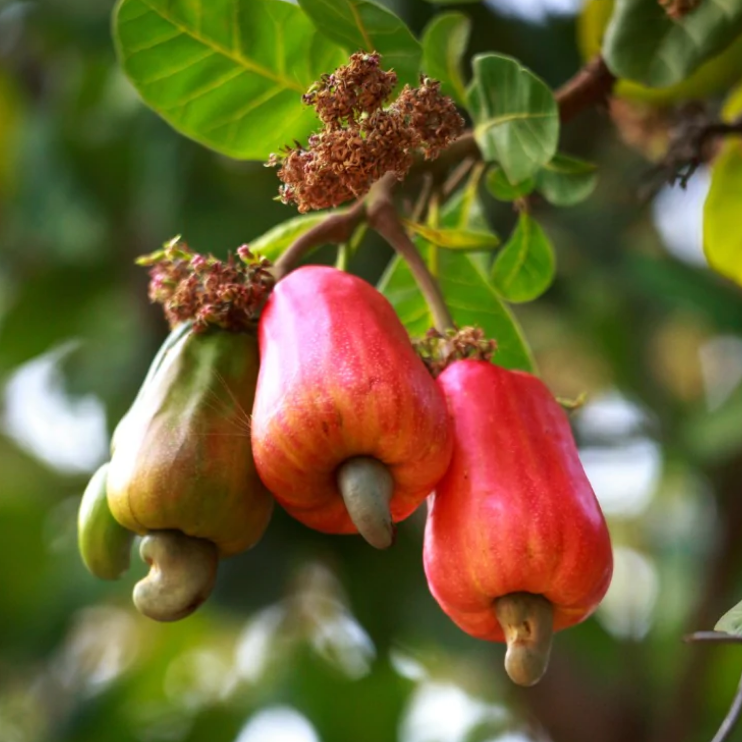 Cashew Nut Plant / Kaju Plant (Grafted) (Anacardium occidentale) Fruit ...