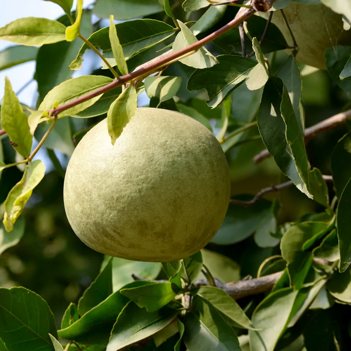 Bael Tree Bilva Patra Bel Patra Indian Bael Koovalam