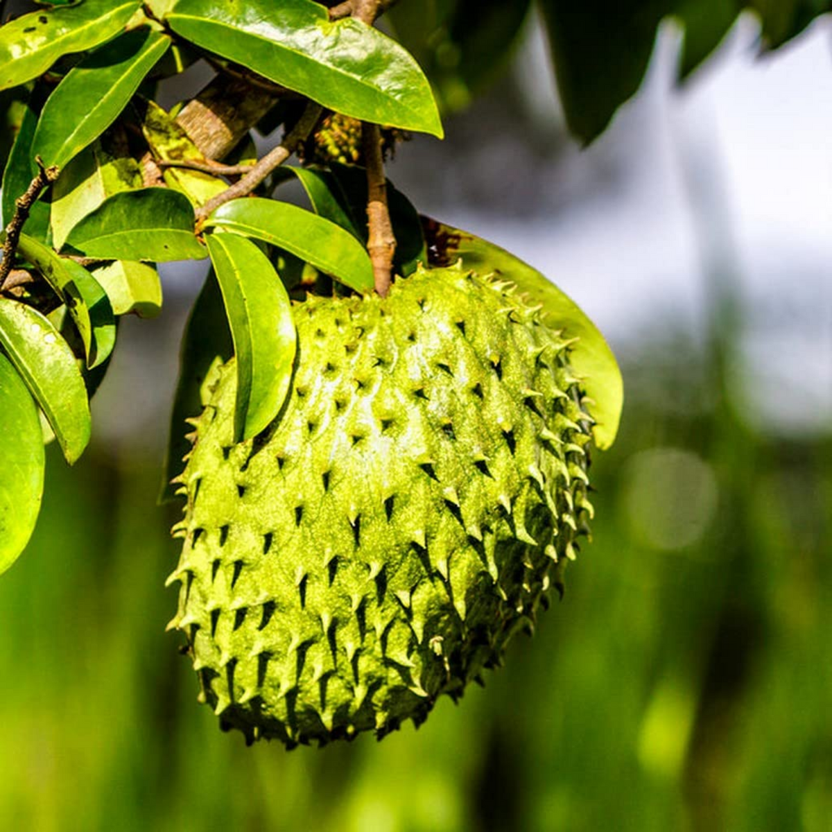 Sweet Mullatha / Soursop ( Annona muricata ) Fruit Live Plant (Home ...