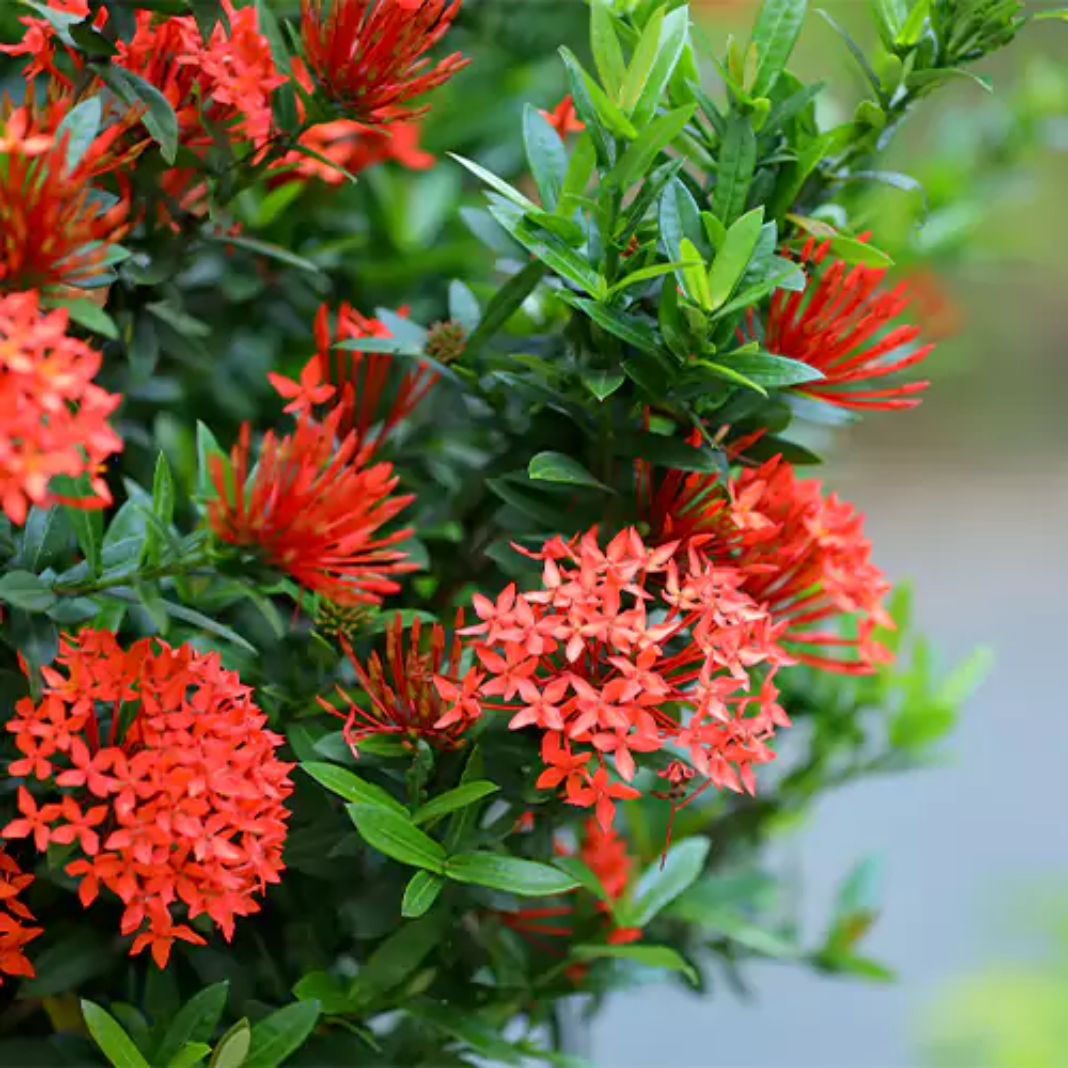 Red Ixora / Chuvanna Chethi (Ixora coccinea) Flowering/Ornamental Live Plant (Home & Garden)