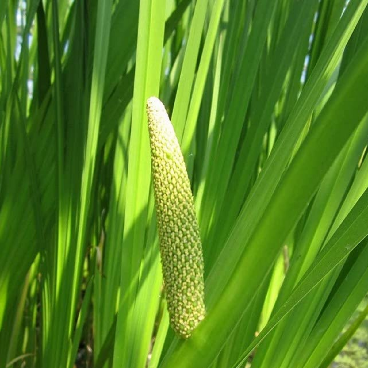 Vayambu Sweet Flag Vasambu Acorus Calamus Medicinal Live Plant Vayambu Sweet Flag Vasambu Acorus Calamus Medicinal Live Plant
