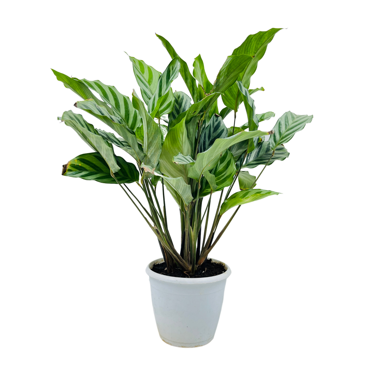 Calathea Freddie / Peacock Plant- Live Plant (Home & Graden)