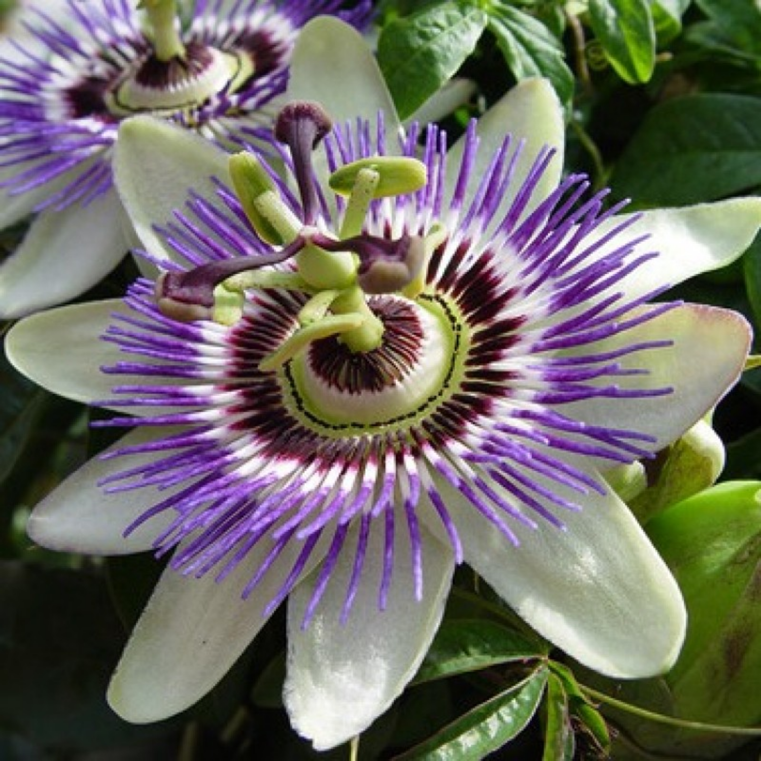 Passion Flower ( Passiflora incarnata ) Flowering/Ornamental Live Plant (Home & Garden)