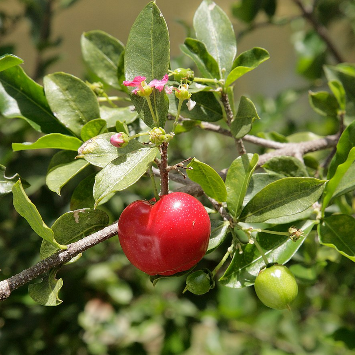 Barbados cherry top