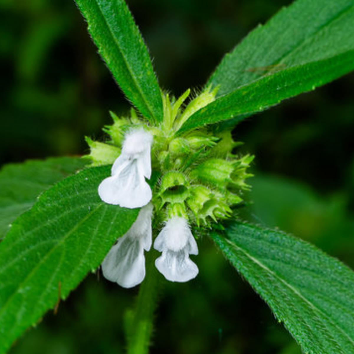 Thumba Plant Leucas Aspera Flowering Ornamental Medicinal Live Plant thumba-plant-leucas-aspera-flowering-ornamental-medicinal-live-plant