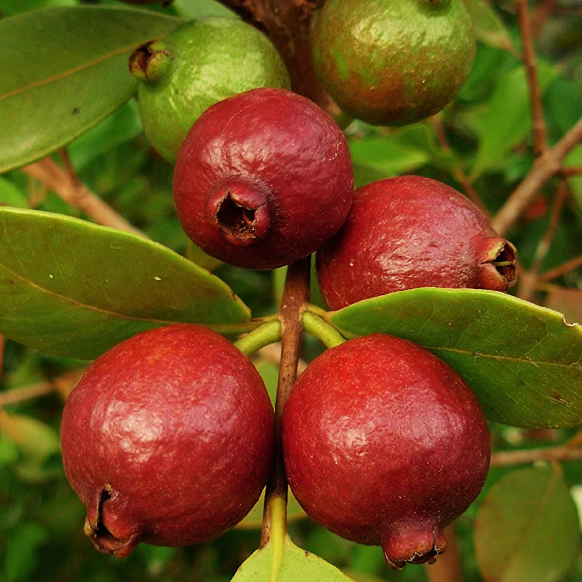Strawberry Guava / Red Guava (Psidium cattleianum) Fruit Live Plant (H ...
