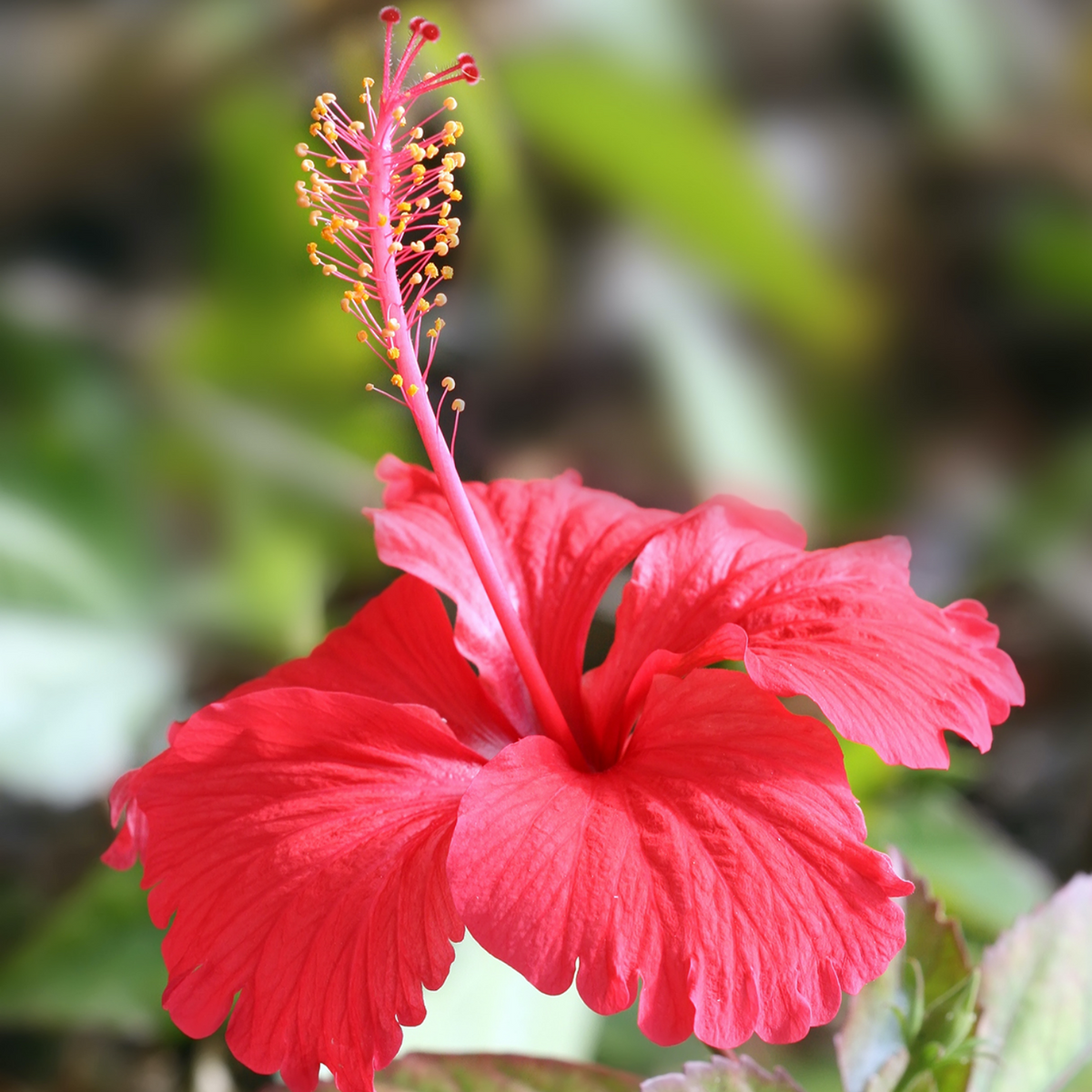 Hibiscus / Chembarathi / China rose / Shoeblack Plant (Any Colour) (Hibiscus rosa-sinensis) Flowering/Ornamental\ Live Plant (Home & Garden)