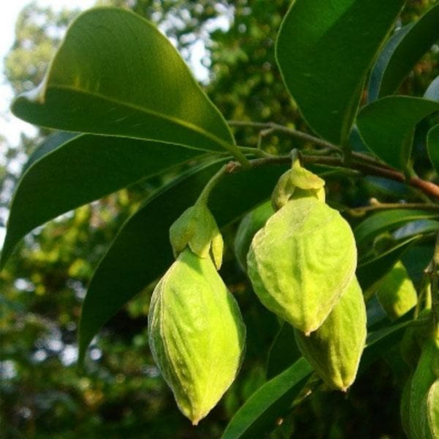 Agarwood / Oud / Oodh Wood Tree (Aquilaria agallocha) Ornamental Live ...