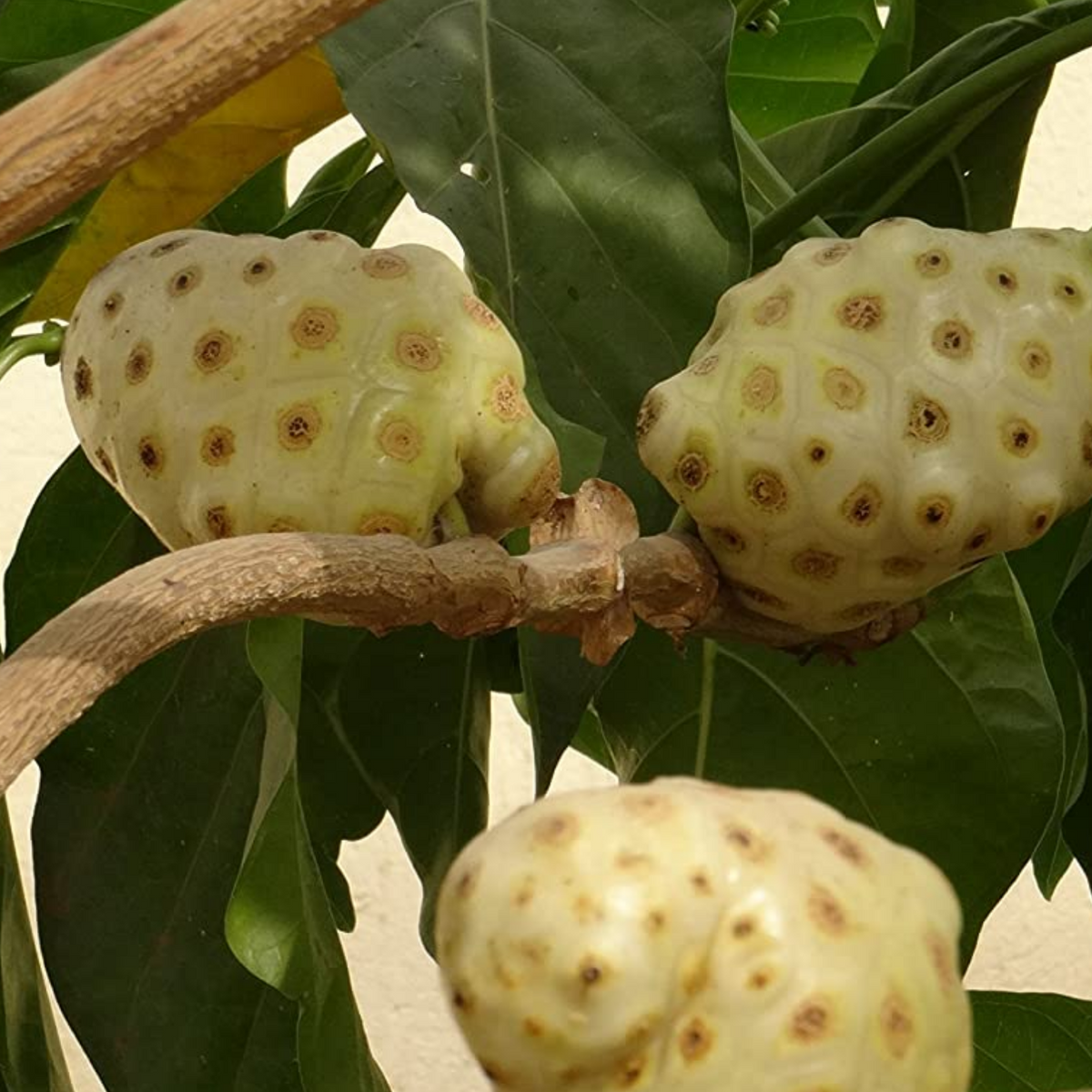 Noni Fruit / Indian mulberry (Morinda citrifolia) Fruit/Medicinal Live Plant (Home & Garden)