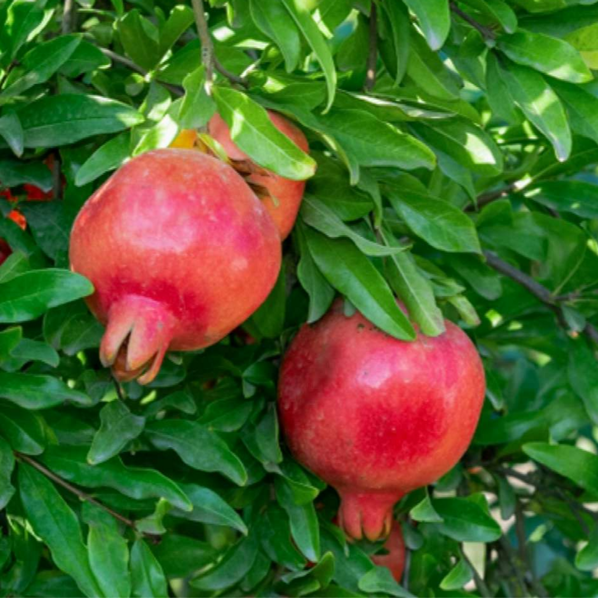 Pomegranate / Mathalam (Punica granatum) Fruit Live Plant (Home & Gard ...