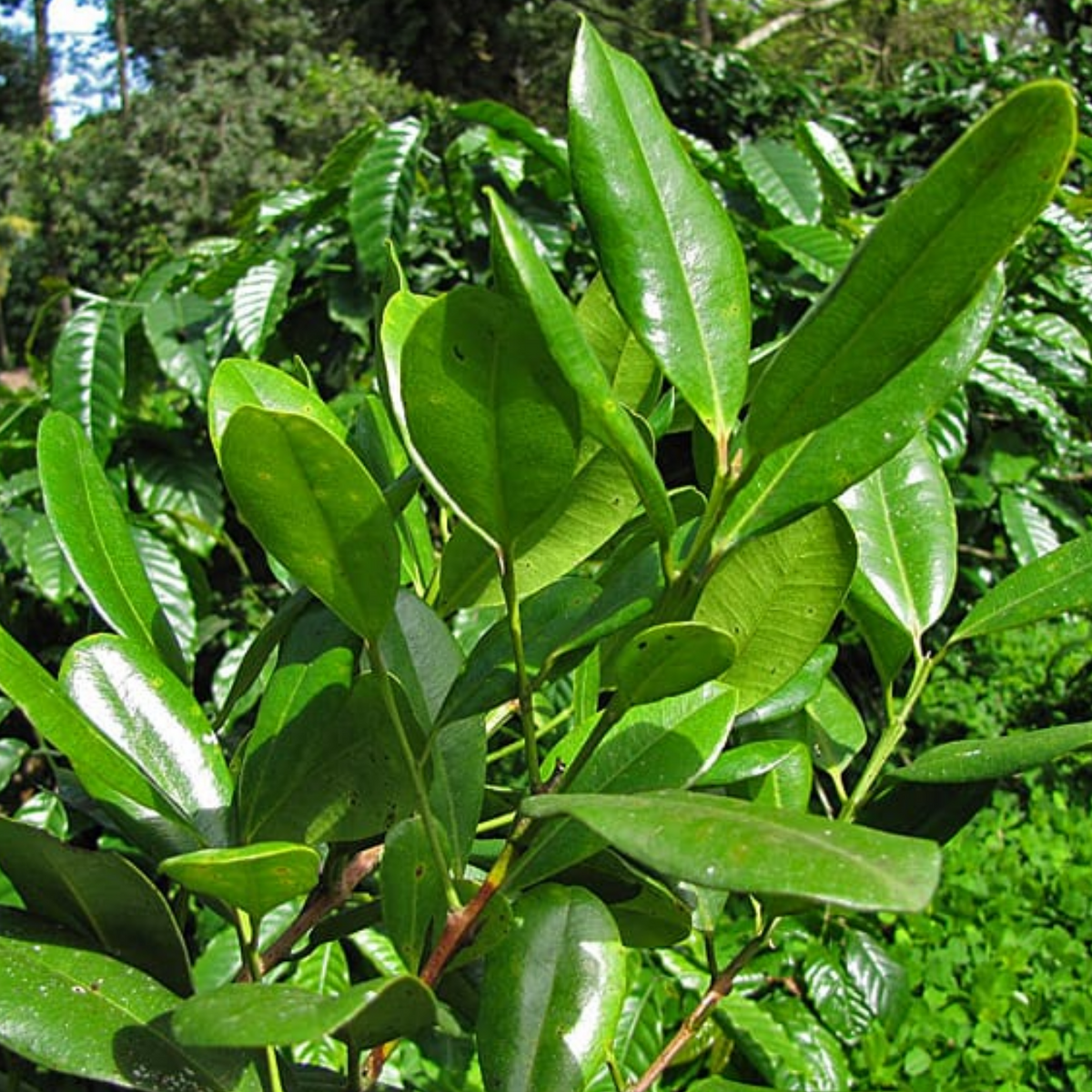 All Spice Plant / Sarvasugandhi / Jamaica pepper (Pimenta dioica) Flowering/Ornamental/Medicinal Live Plant (Home & Garden)