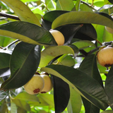 Mangosteen ( Garcinia mangostana ) Live Fruit Plant (Home & Garden)