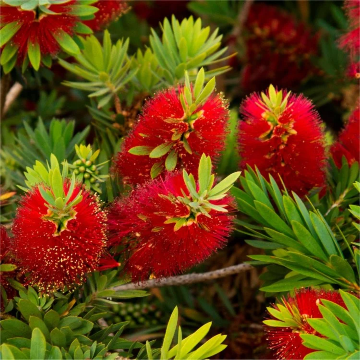 Bottle Brush (Callistemon Citrinus) Flowering/Ornamental Live Plant (Home & Garden)