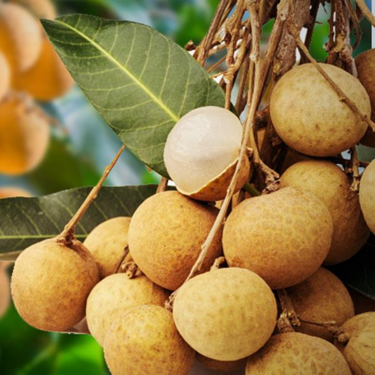 Longan Fruit Dragon s Eye Dimocarpus Longan Fruit Live Plant Home longan-fruit-dragon-s-eye-dimocarpus-longan-fruit-live-plant-home